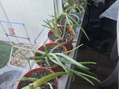Aloe Vera