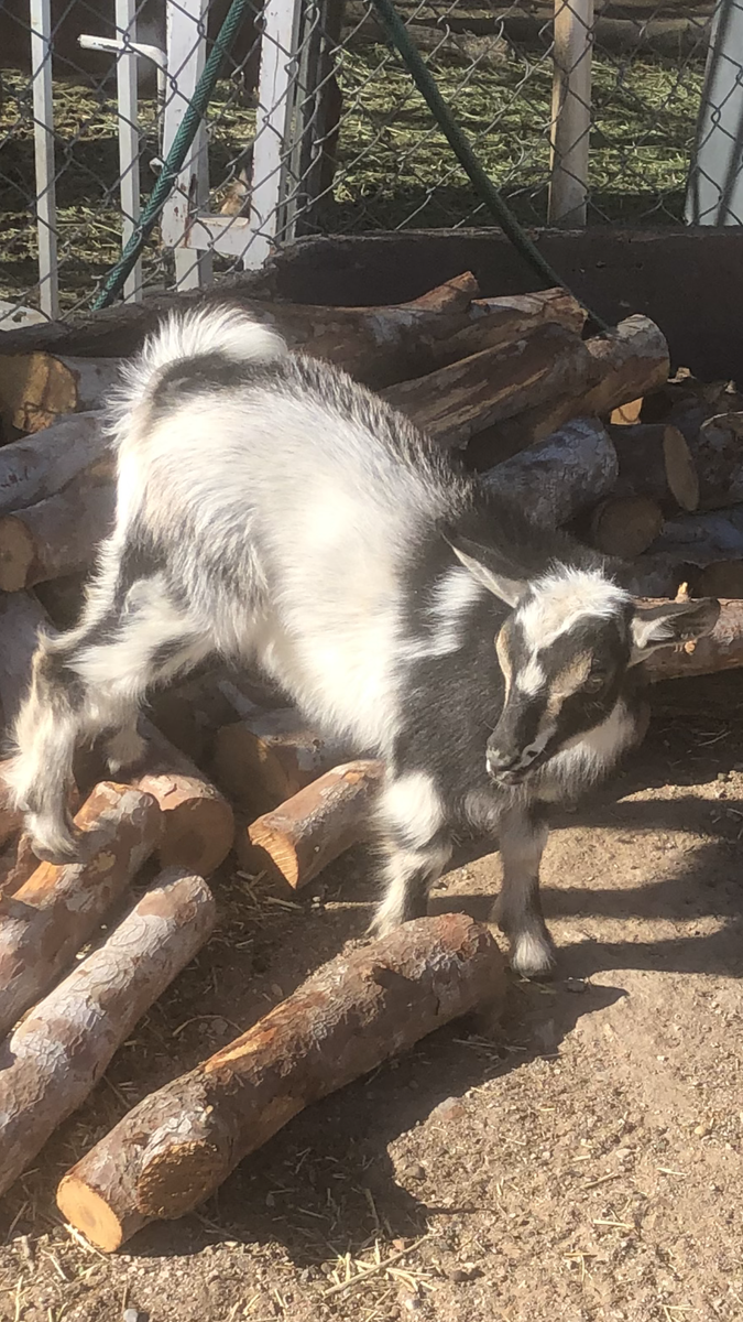Nigerian dwarf goats