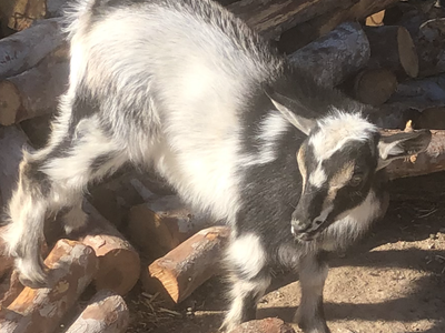 Nigerian dwarf goats