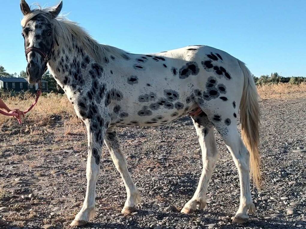Appaloosa Gelding