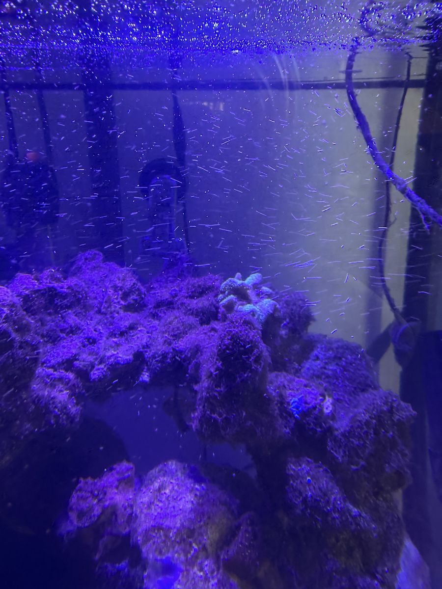 Entire Reef Tank Set Uo