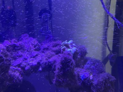 Entire Reef Tank Set Uo