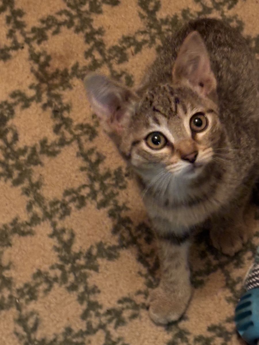 Sweet adorable kittens needing good homes