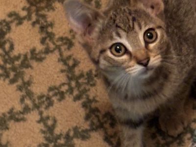 Sweet adorable kittens needing good homes