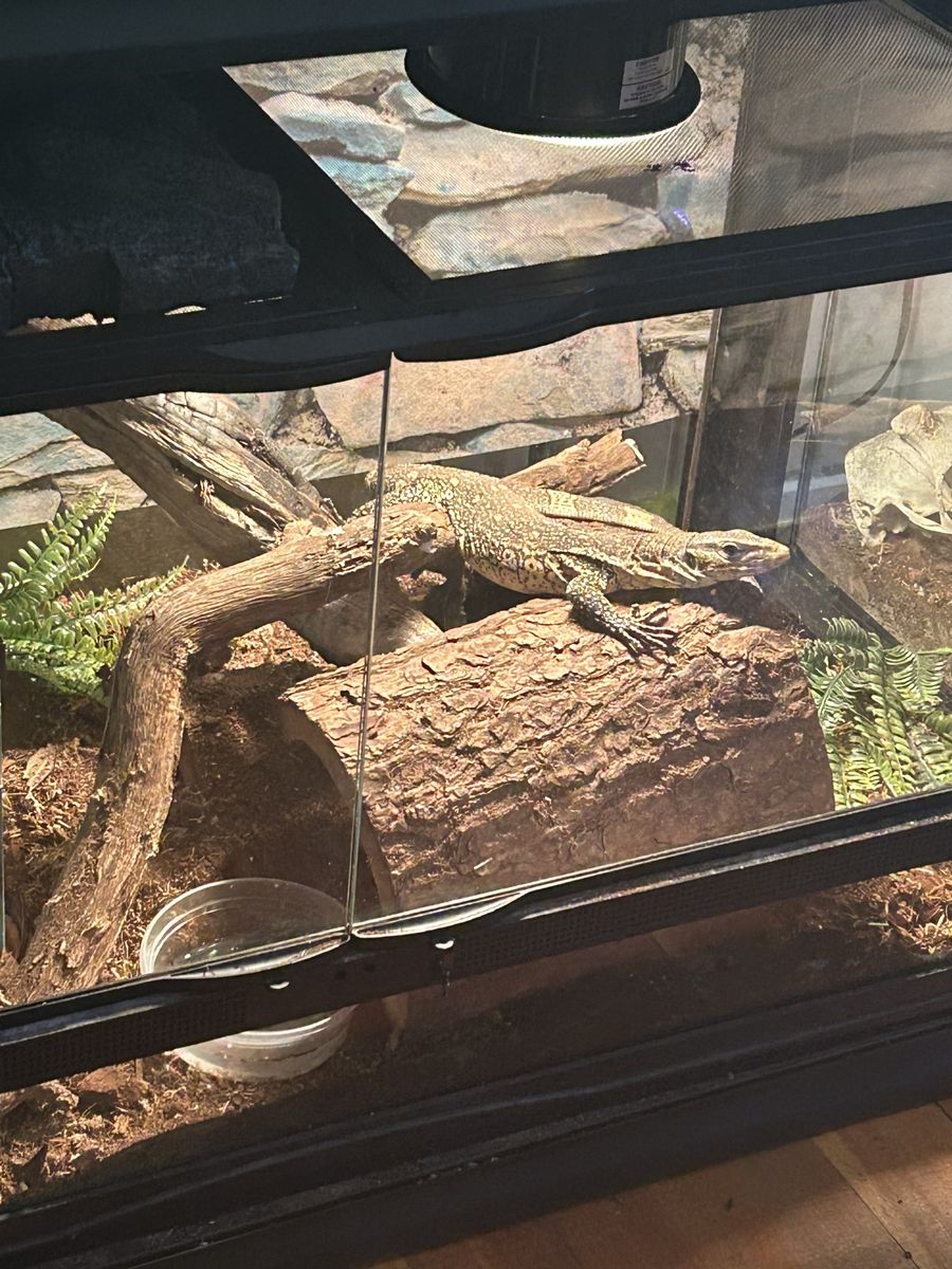 Ornate Nile Monitor