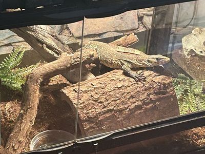 Ornate Nile Monitor