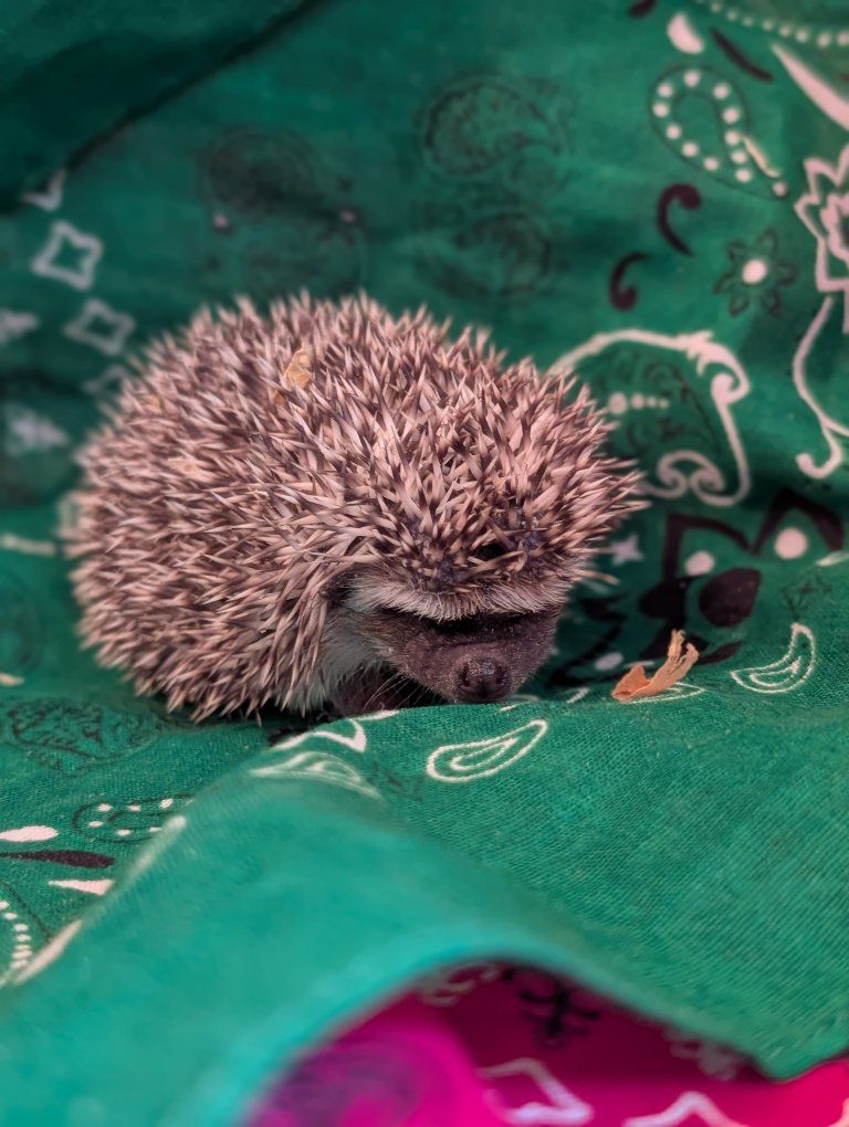 Baby Male Hedgehog "Tater