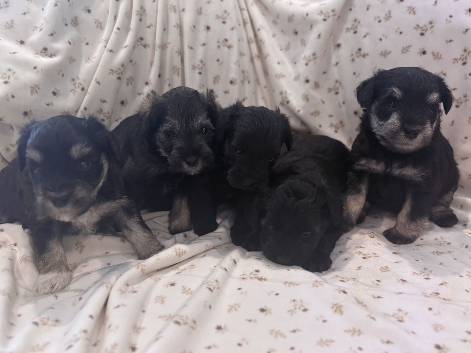 AKC Mini Schnauzer Puppies – Family Raised & Exceptional Temperament