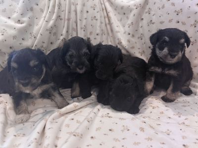 AKC Mini Schnauzer Puppies – Family Raised & Exceptional Temperament