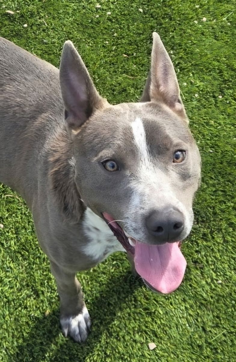 Trey the silver and white cattle dog, pitbull mix looking for a home