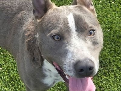Trey the silver and white cattle dog, pitbull mix looking for a home