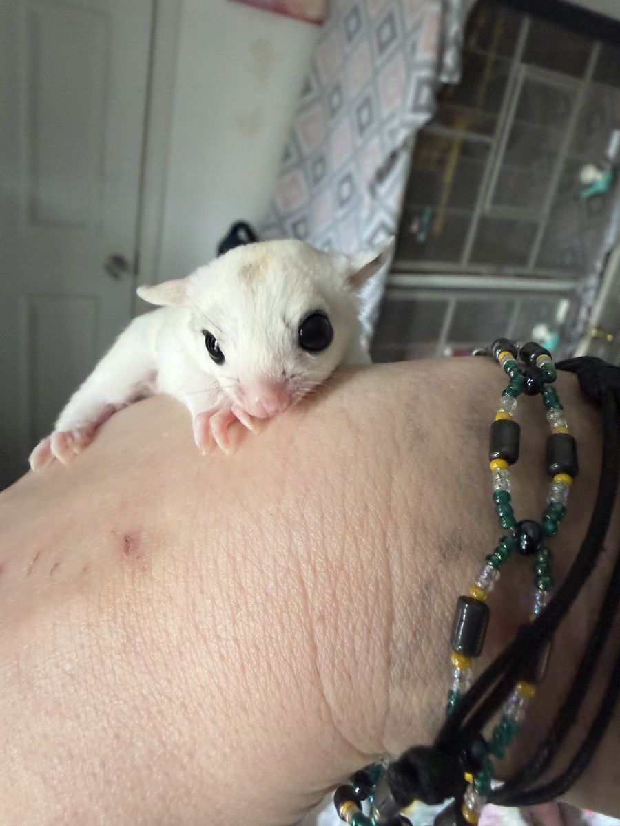 Wow pied Mosaic Female Sugar glider Joey