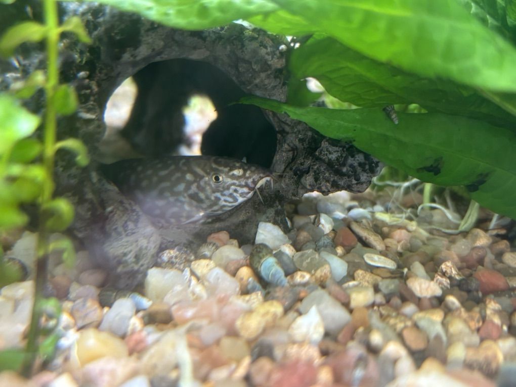 Yo-yo Loach