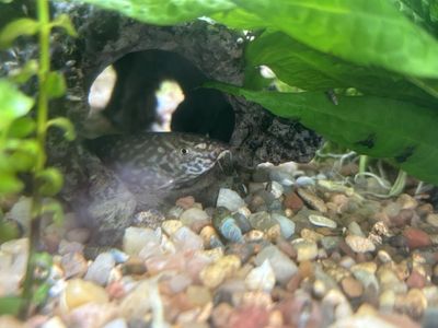Yo-yo Loach