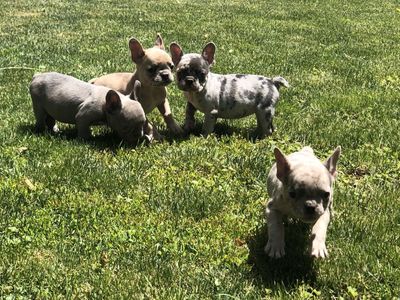 Pure Bred French Bulldog Puppies