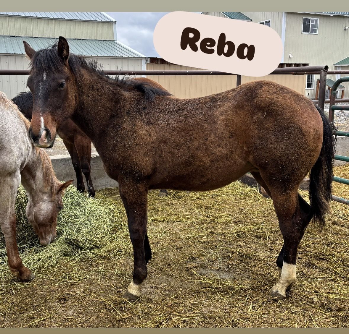 2025 Bay APHA Registered Filly "Reba"