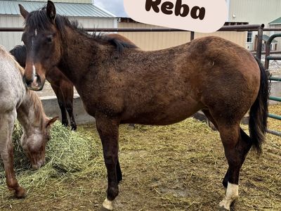 2025 Bay APHA Registered Filly "Reba"