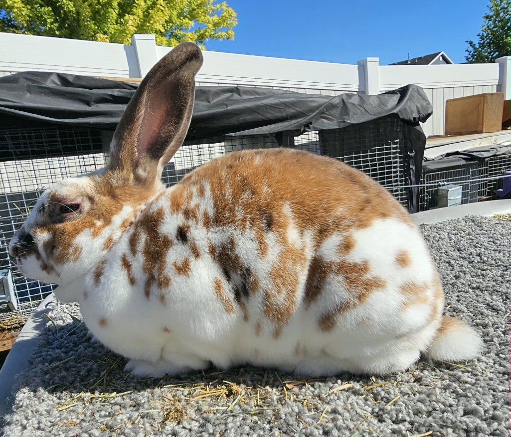 Tri Color Standard Rex Doe