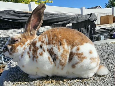 Tri Color Standard Rex Doe