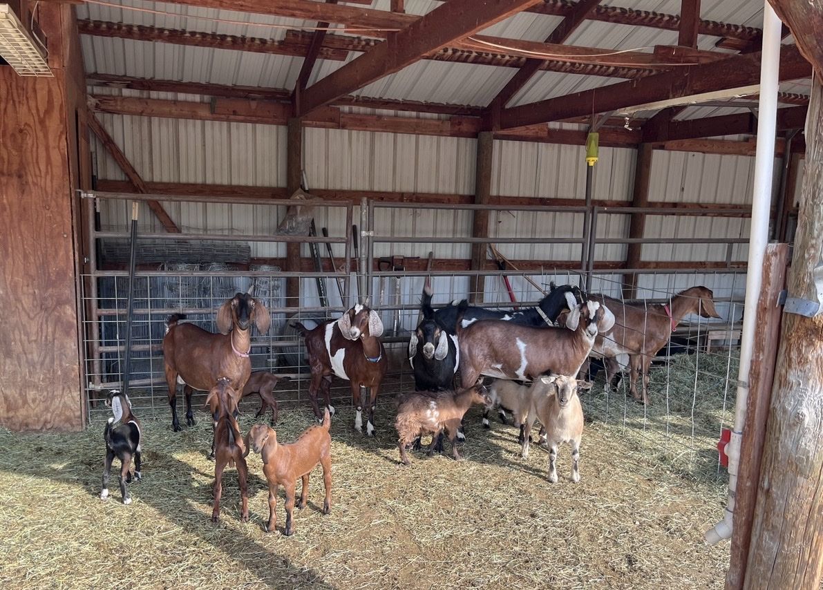 Goats for Sale - Various Ages & Colors, Farm-Raised Livestock