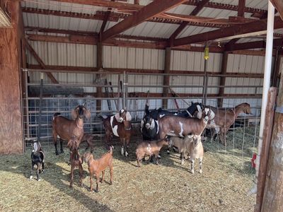 Goats for Sale - Various Ages & Colors, Farm-Raised Livestock