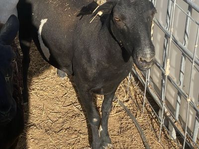 Three Dorper cross ewes
