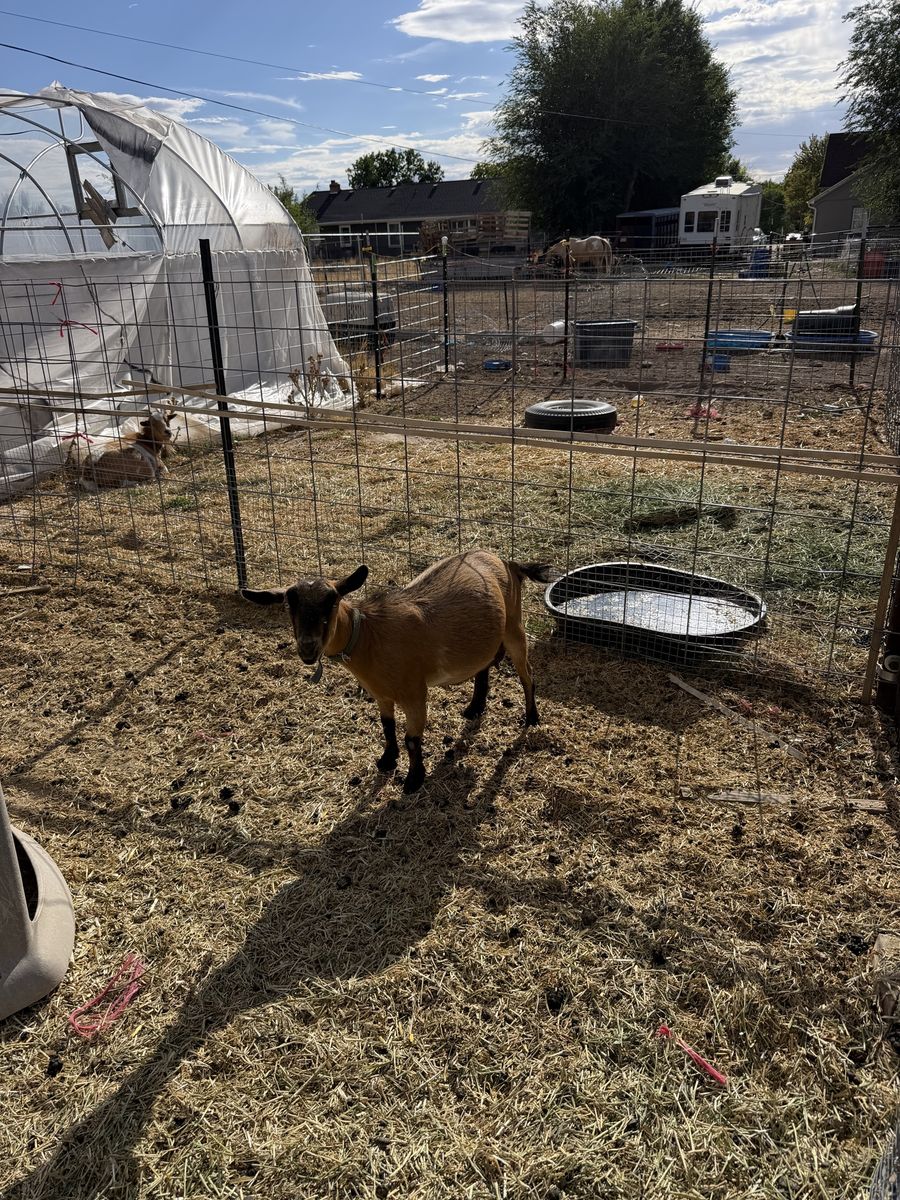 Goat herd