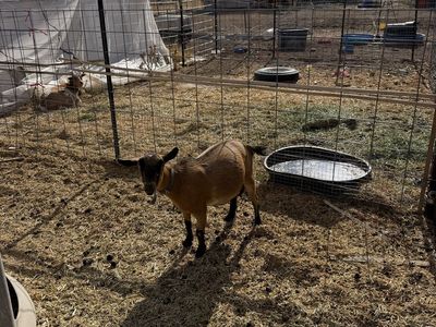Goat herd