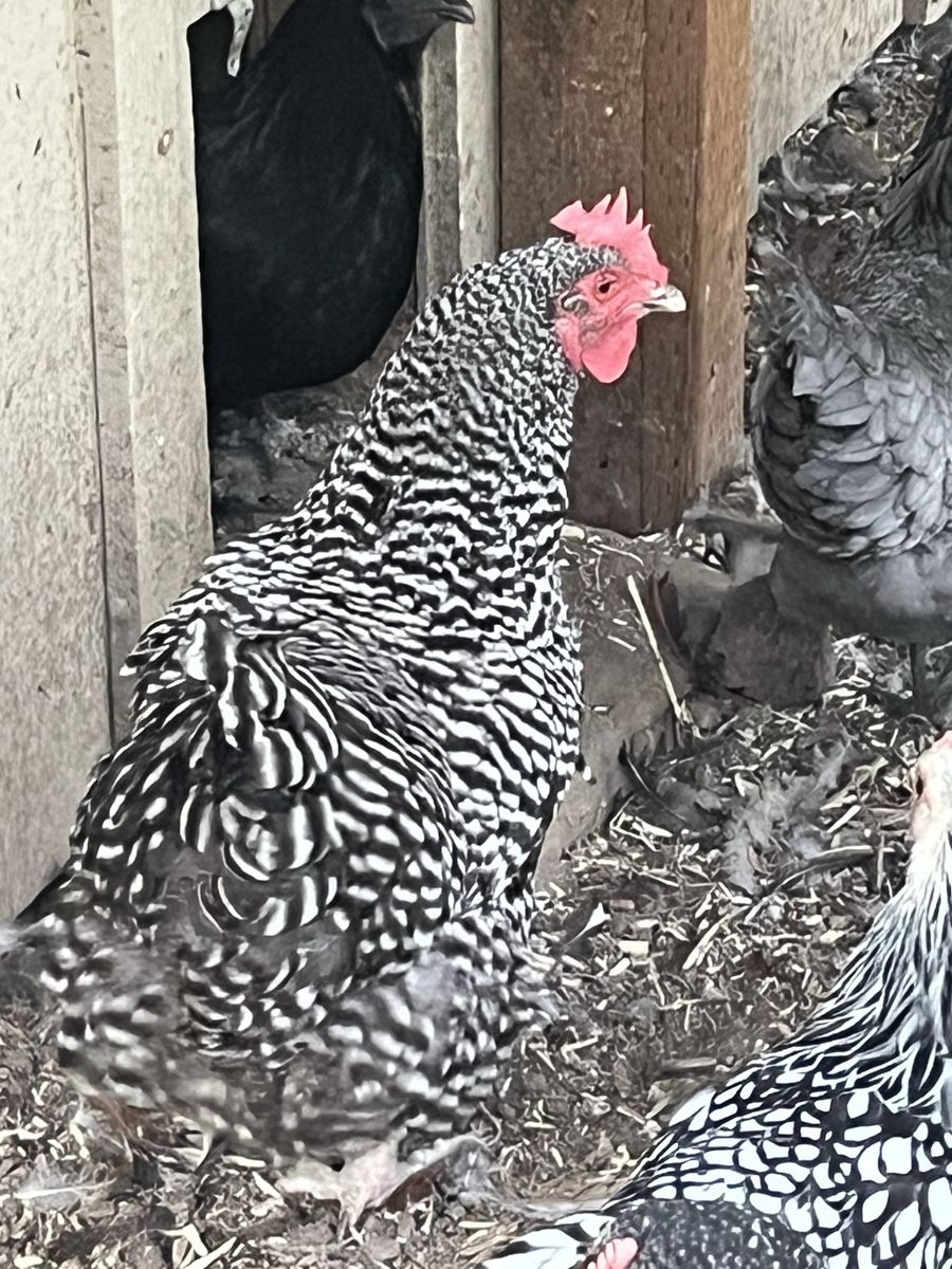 5 Laying Hens