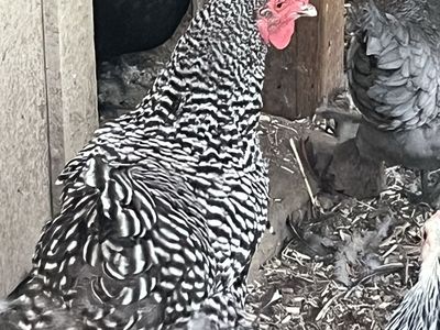 5 Laying Hens