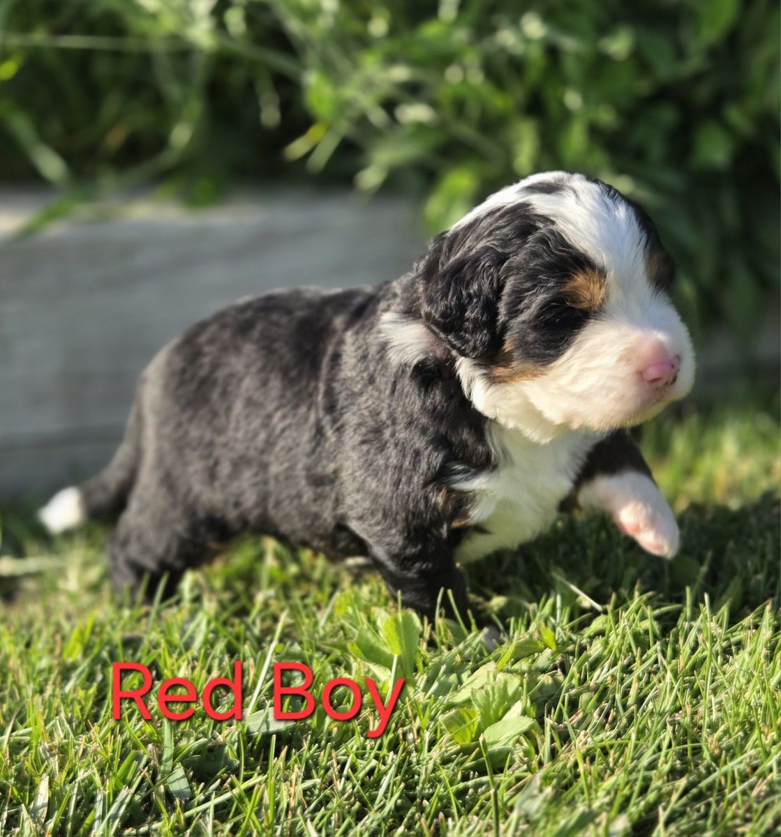 **Bernese Mountain Dog Puppies - OFA & Proven genetics