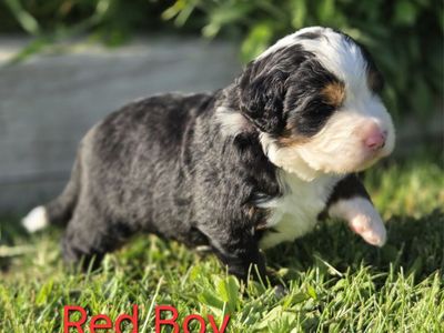**Bernese Mountain Dog Puppies - OFA & Proven genetics