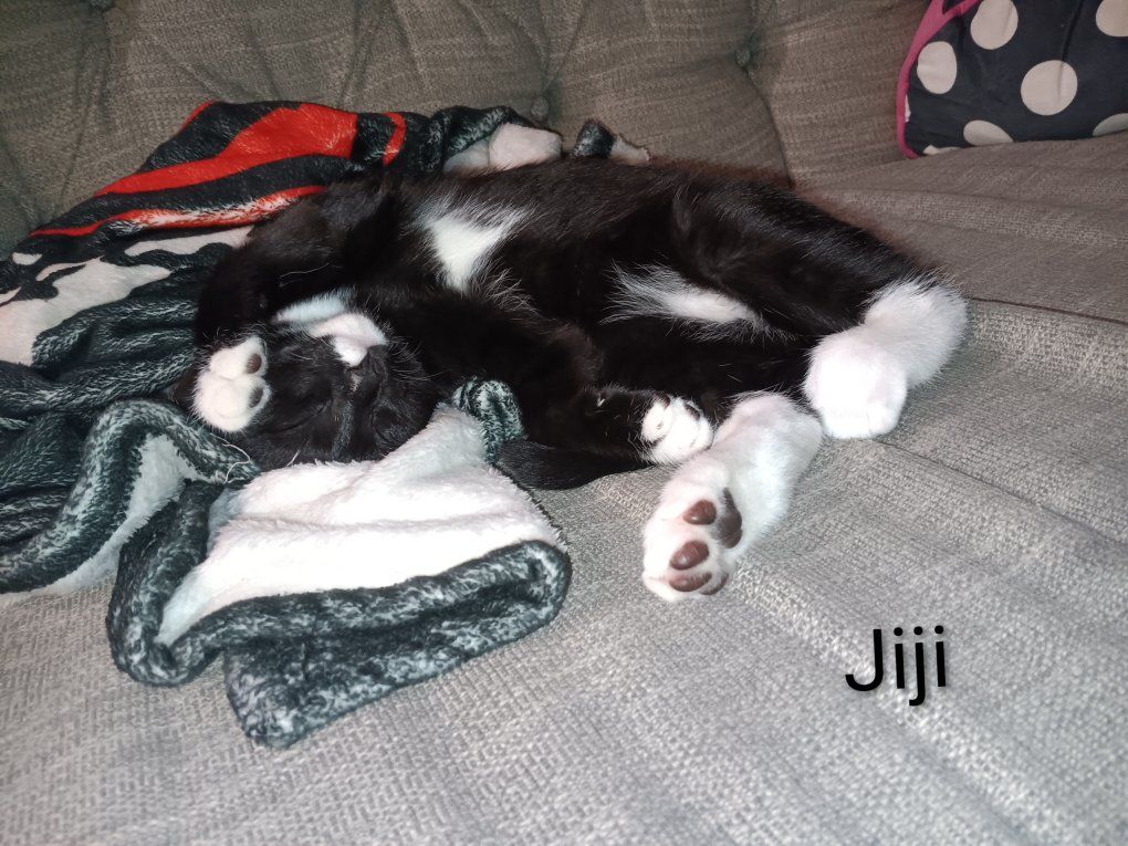 4 Indoor Kittens for Adoption