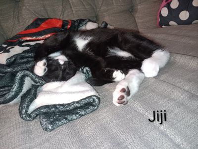 4 Indoor Kittens for Adoption