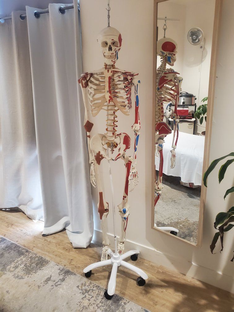 Full Size Anatomical Skeleton Model with Muscle Markings on Rolling Stand