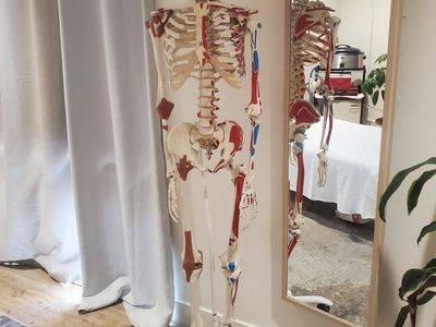 Full Size Anatomical Skeleton Model with Muscle Markings on Rolling Stand