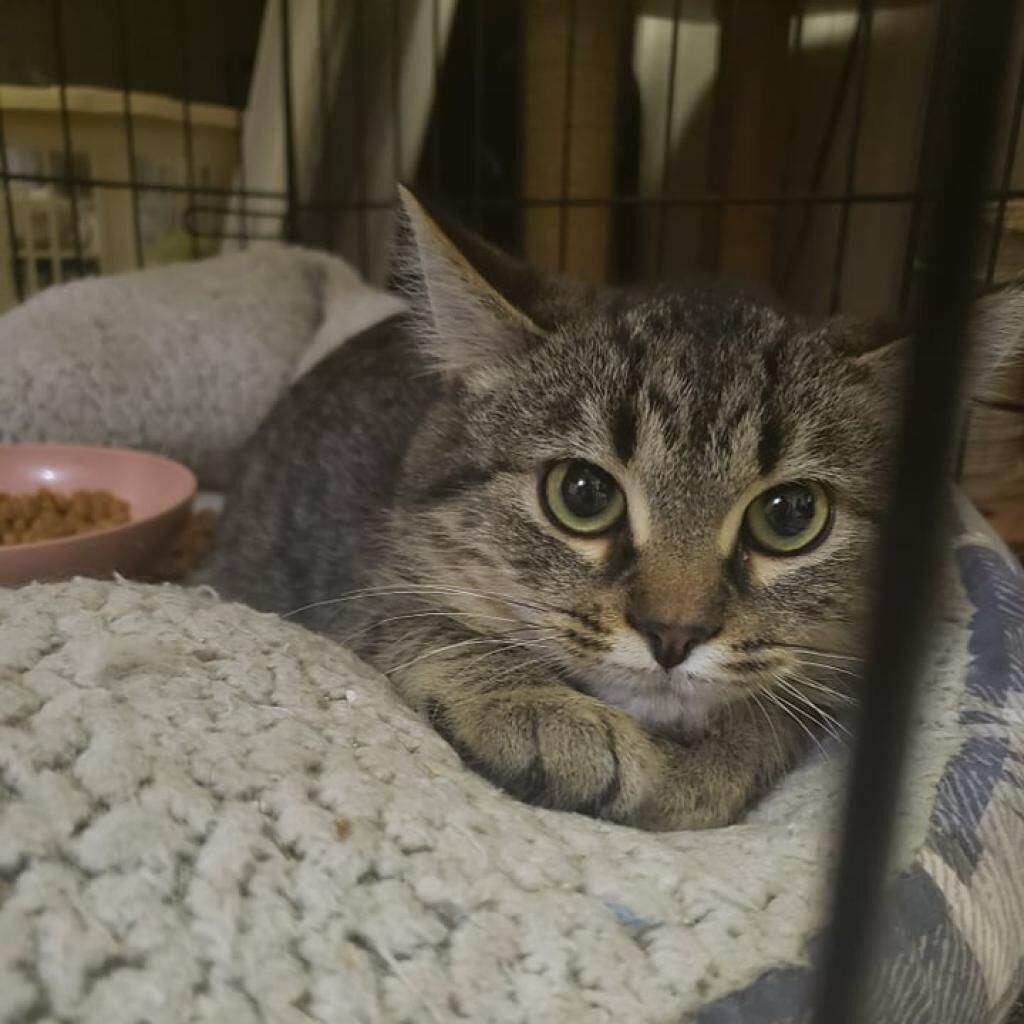 Domestic Medium Hair