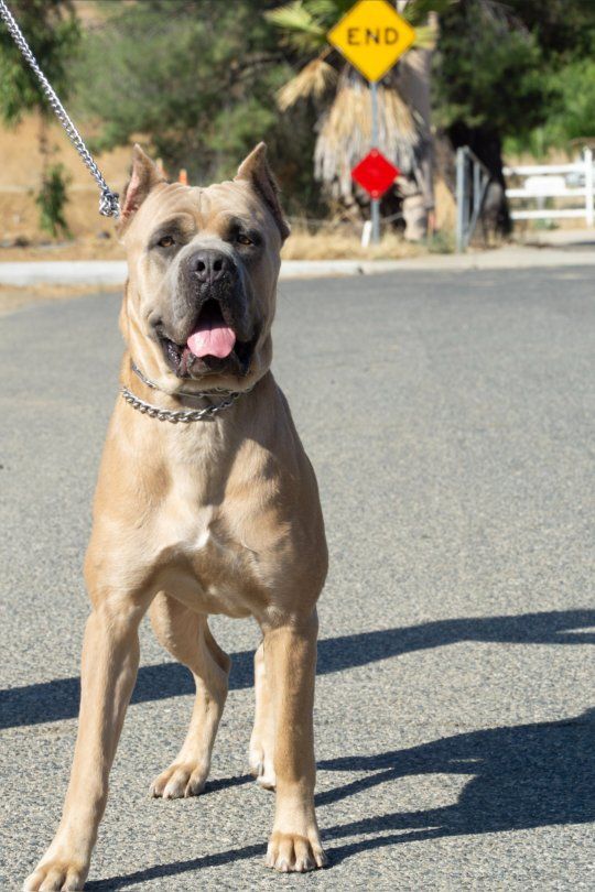Cane Corso Dog - Formentino Coat Male