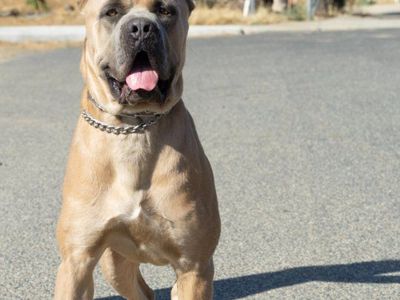 Cane Corso Dog - Formentino Coat Male