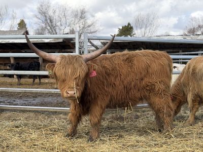 Minature Highland Breeding Bull
