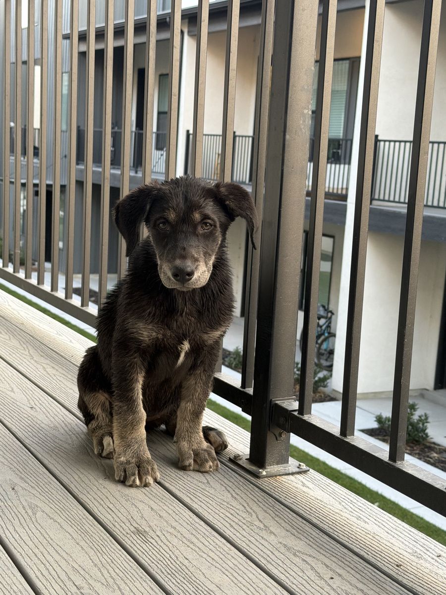 Beautiful Lab in need of a new home.