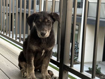 Beautiful Lab in need of a new home.