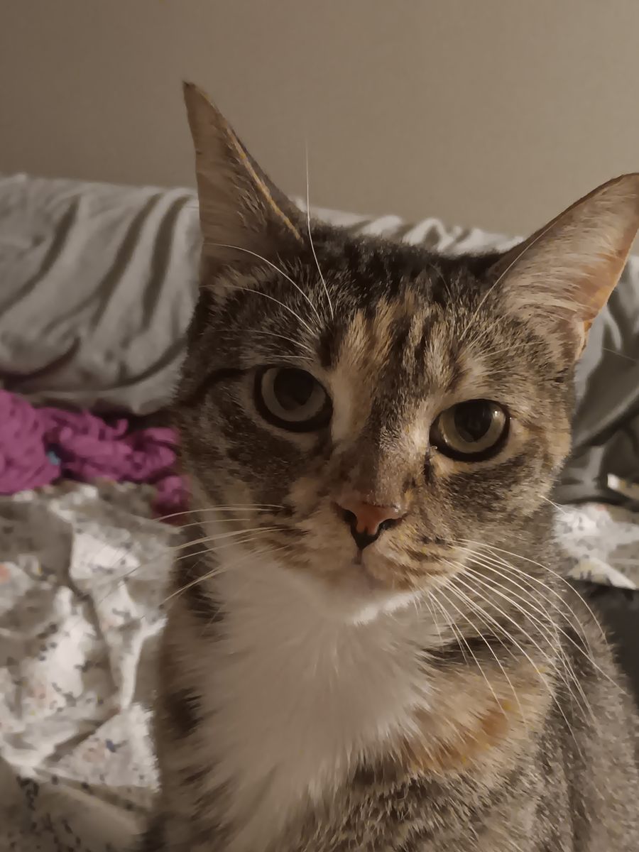 Calico Female-Seeking Loving Home