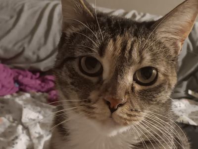 Calico Female-Seeking Loving Home