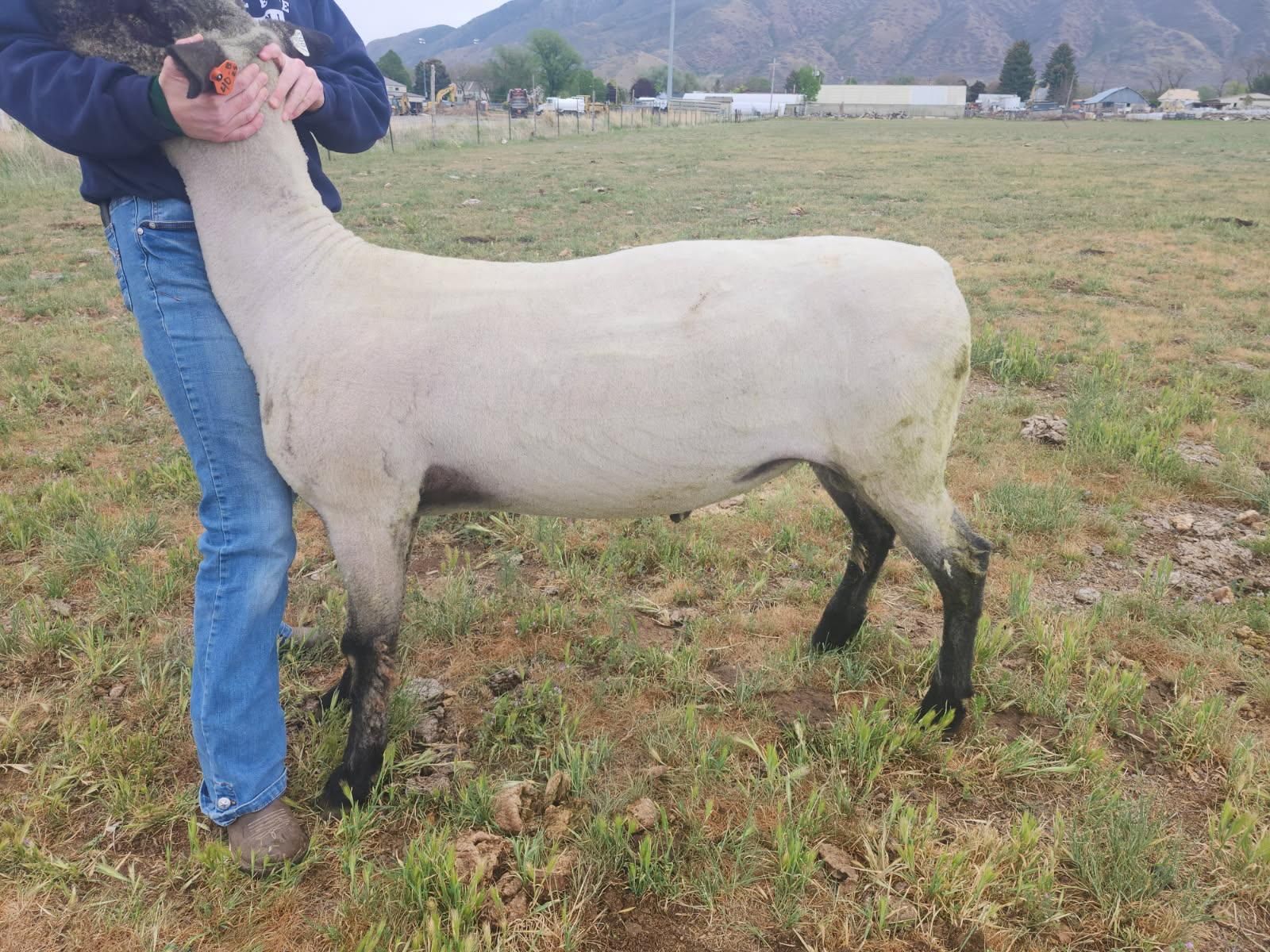 Registered Hampshire Yearling Ram