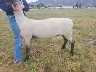 Registered Hampshire Yearling Ram