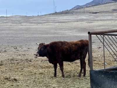 Pregnant Jersey Heifer