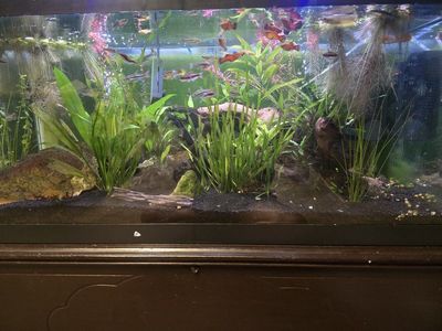 Freshwater Aquarium Fish