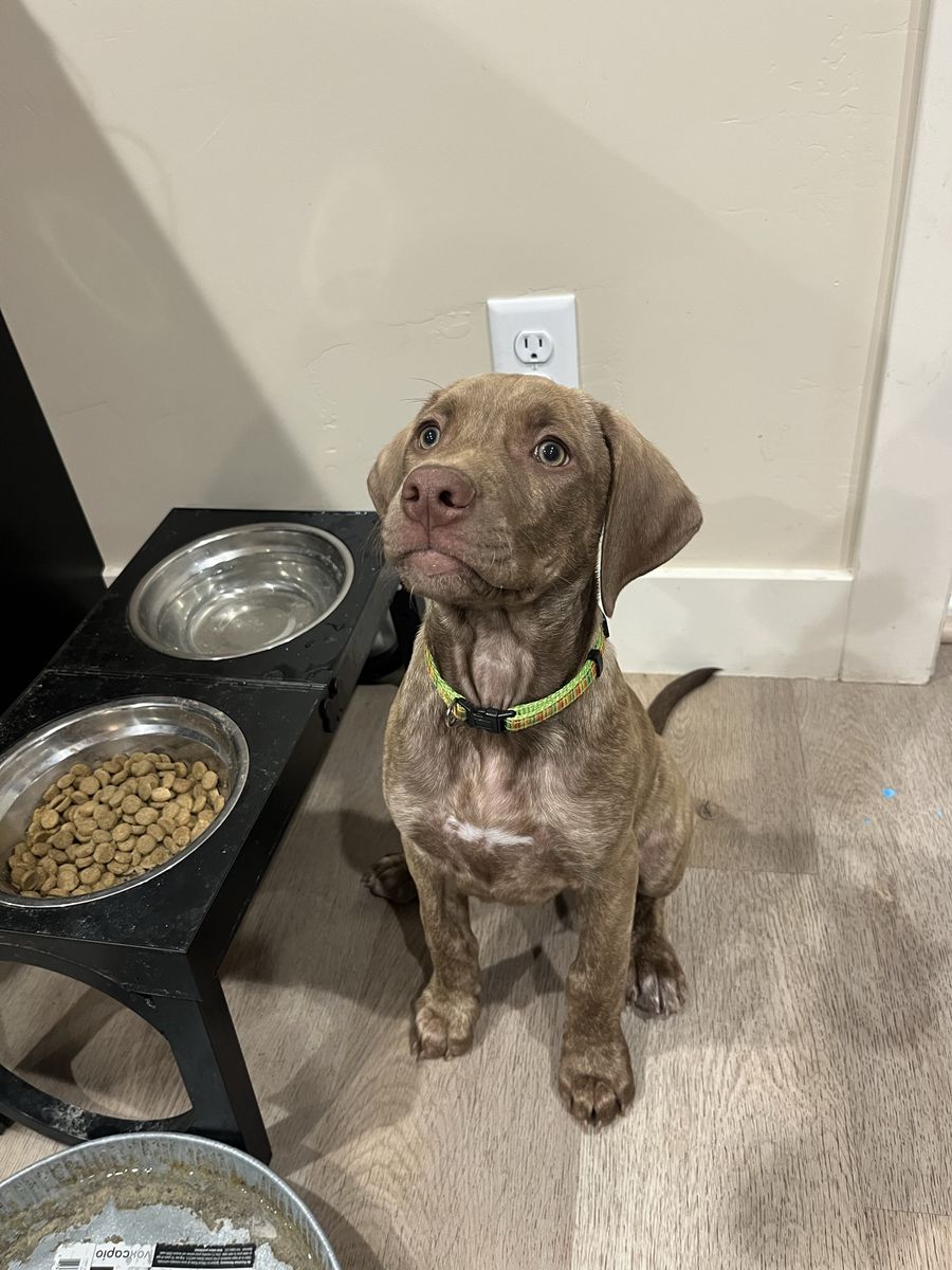 Vizsla/Weimaraner/Pitbull