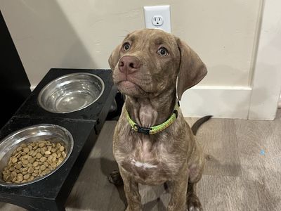 Vizsla/Weimaraner/Pitbull
